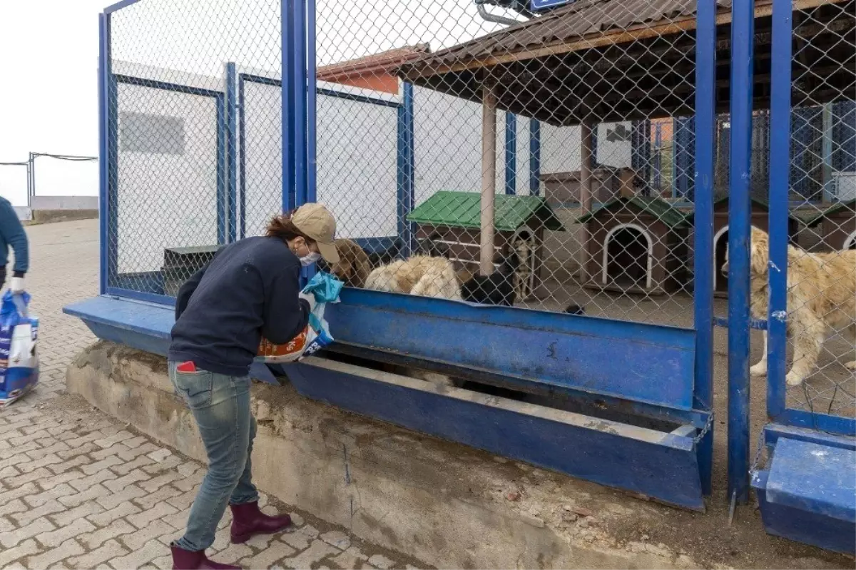 Büyükşehir her canlının yanında