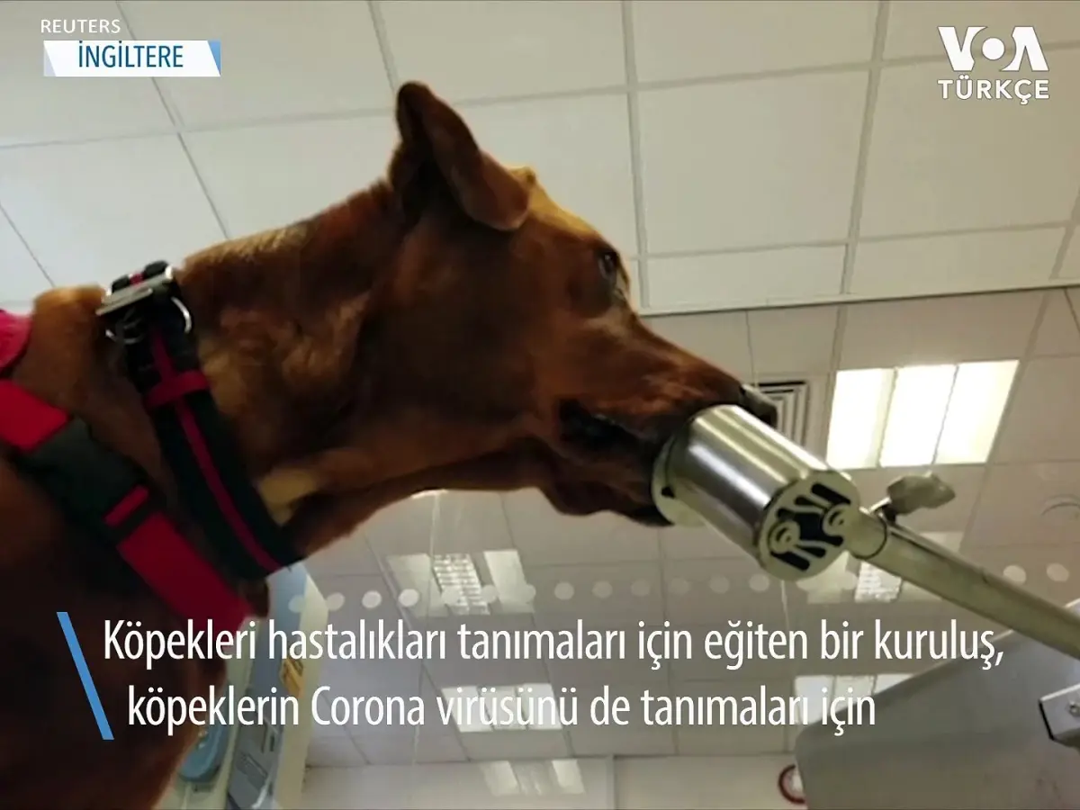 Köpekler Corona Virüsünü Tanısında Rol Oynayabilir mi?