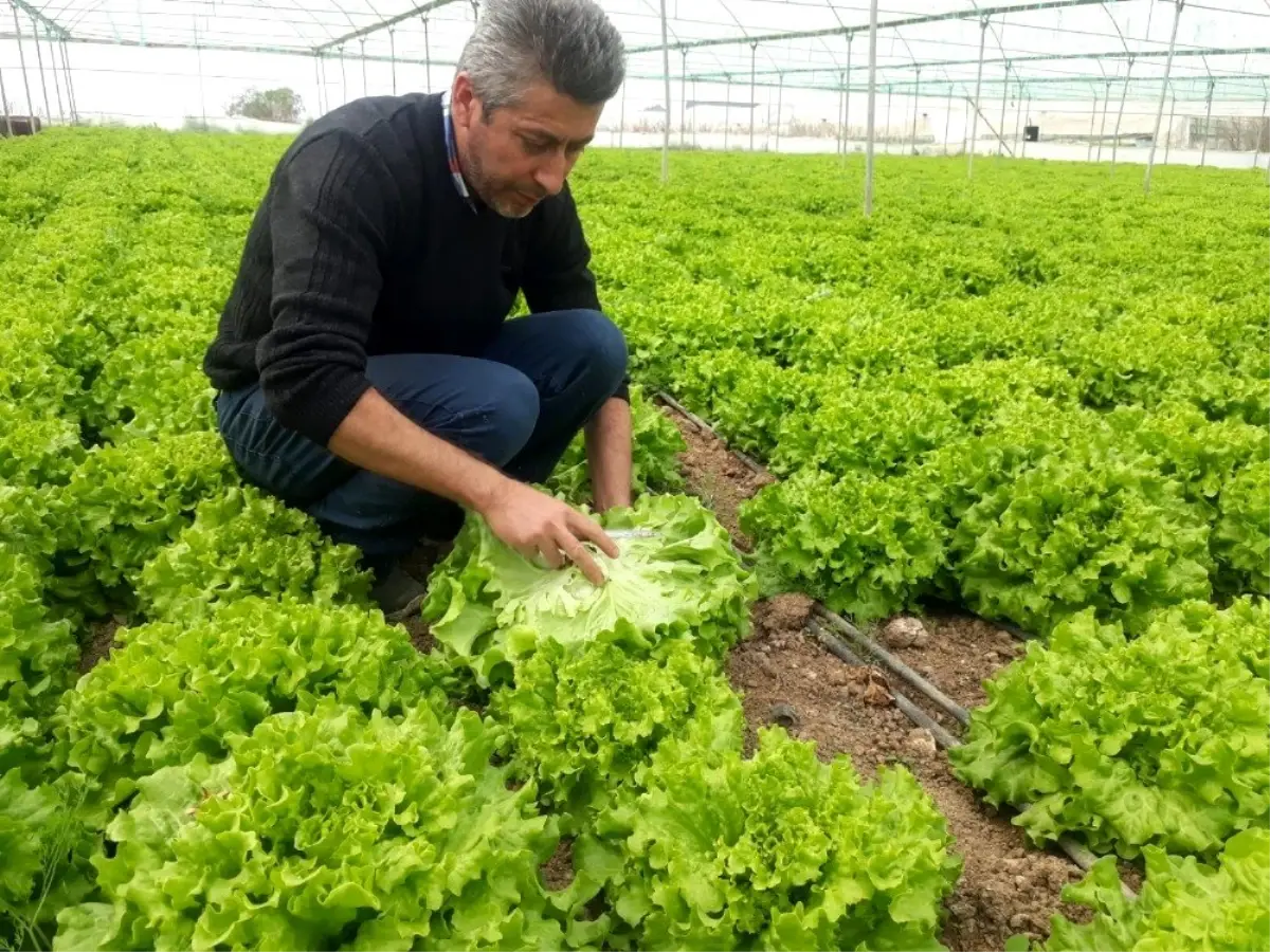 Korona virüs fiyatını yarı yarıya düşürdü