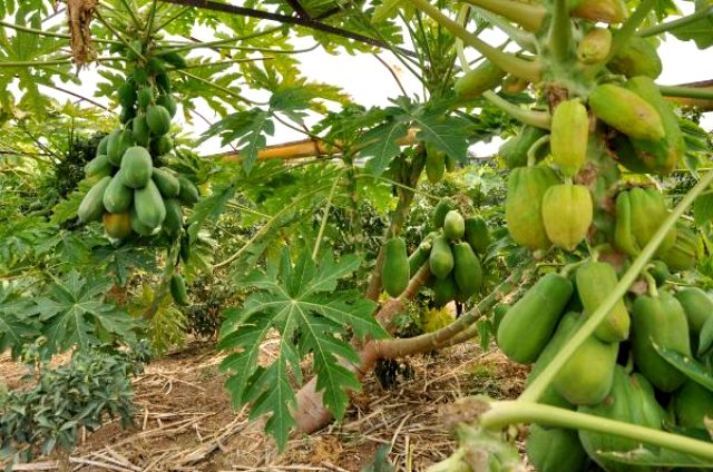 Antalyalı çiftçi, geçimini 20 papaya ağacından karşılıyor