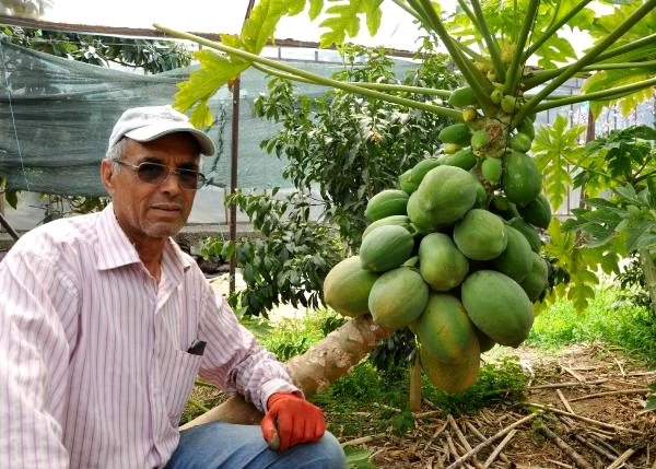 Antalyalı çiftçi geçimini 20 papaya ağacından karşılıyor