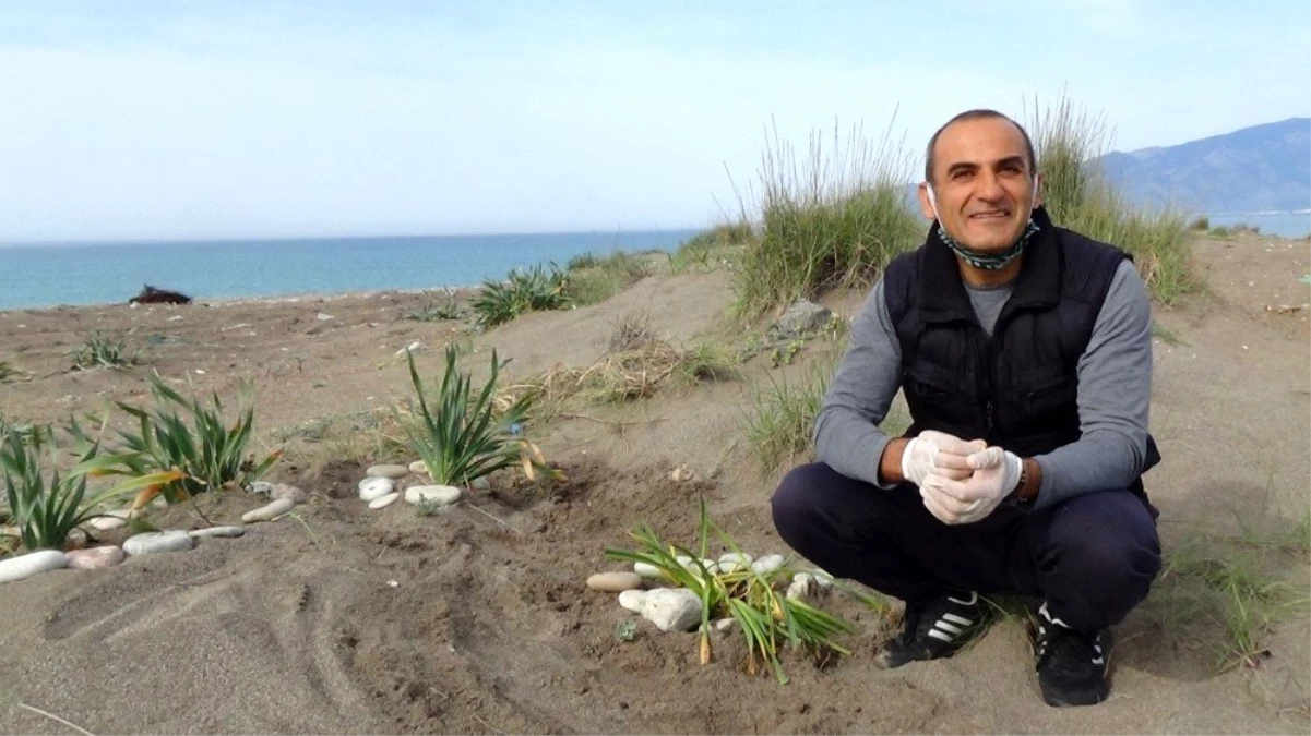 Öğrencilerinden ayrılan ilkokul öğretmeni Kum Zambaklarını kimsesiz bırakmadı