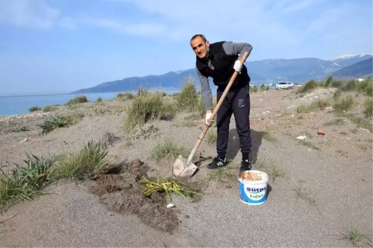 Sınıf öğretmeni koruma altındaki kum zambaklarının fidesini yetiştirip, toprakla buluşturuyor