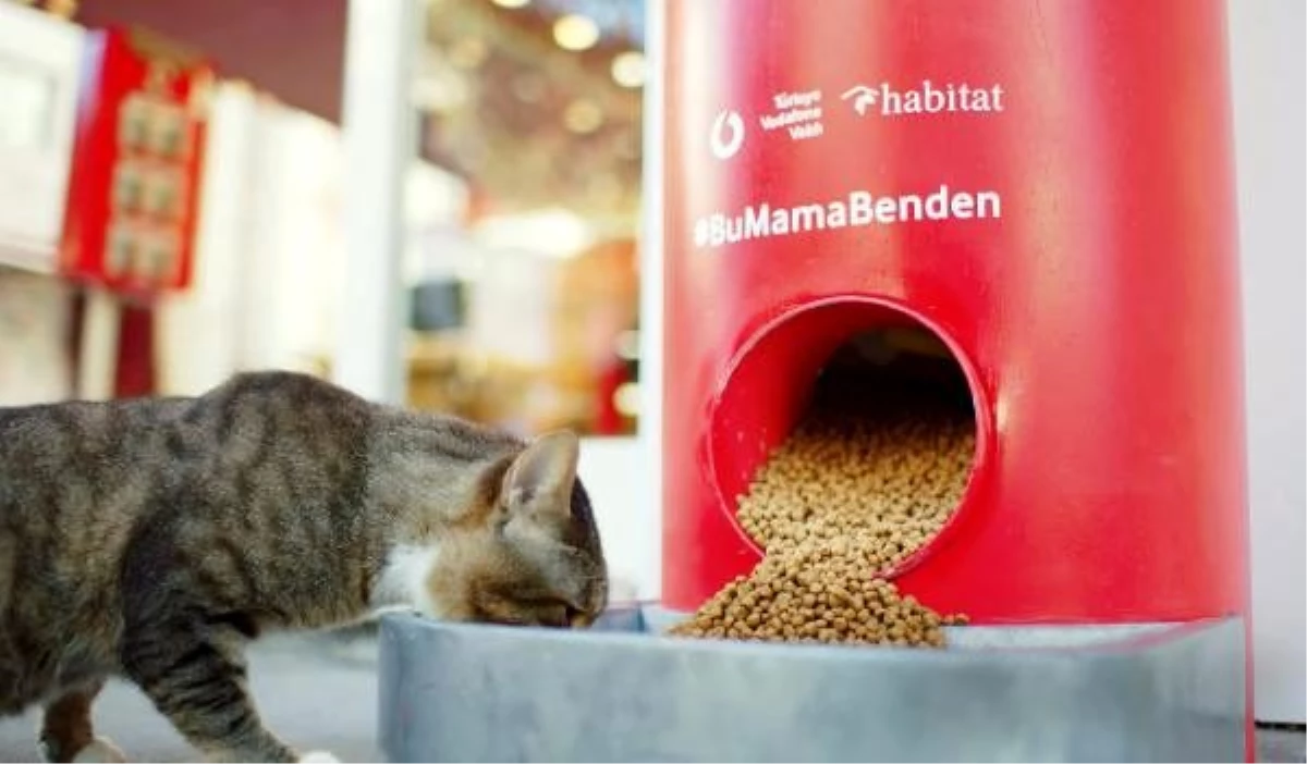 TVV sokak hayvanlarını uzaktan beslemeye davet ediyor