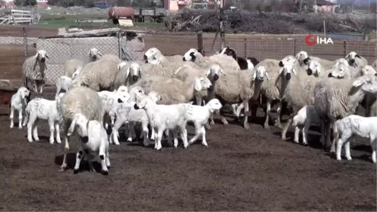 Aksaray\'da tarımsal ve hayvansal üretim tüm hızıyla devam ediyor