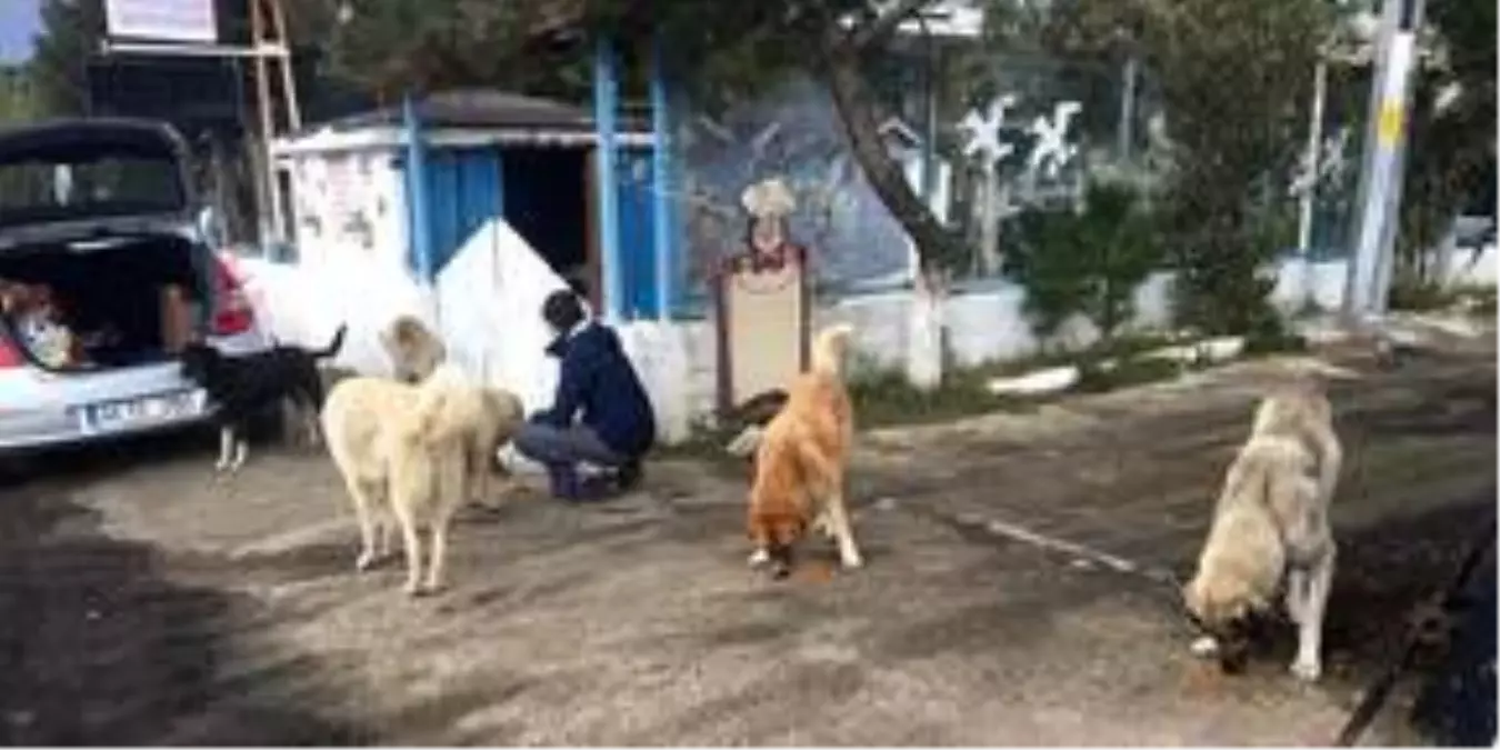 Gelibolu\'da sokak hayvanları unutulmadı