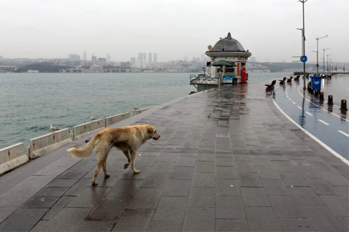 İstanbul Valisi Yerlikaya\'dan sokak hayvanlarıyla ilgili paylaşım