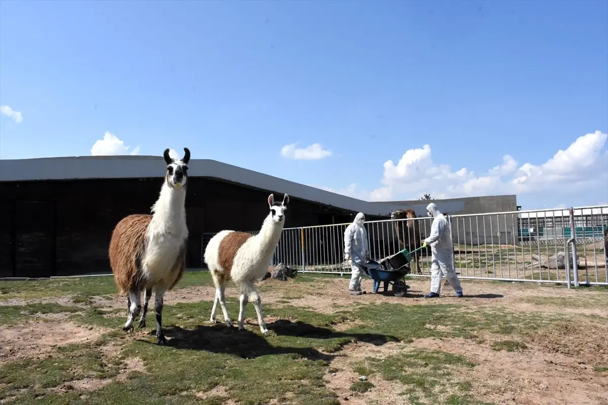 Kayseri Hayvanat Bahçesinin sakinlerine koronavirüs tedbiri