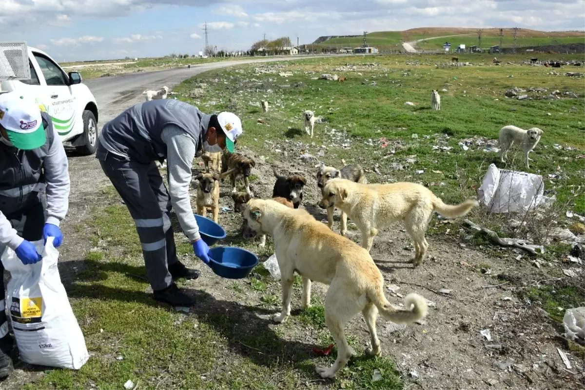 Konya\'da sokak hayvanlarını beslemek için ek tedbir alındı