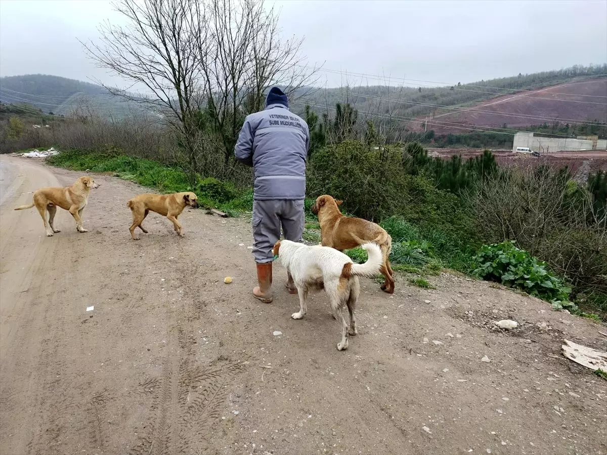 Sakarya Büyükşehir Belediyesi sokak hayvanlarını unutmadı