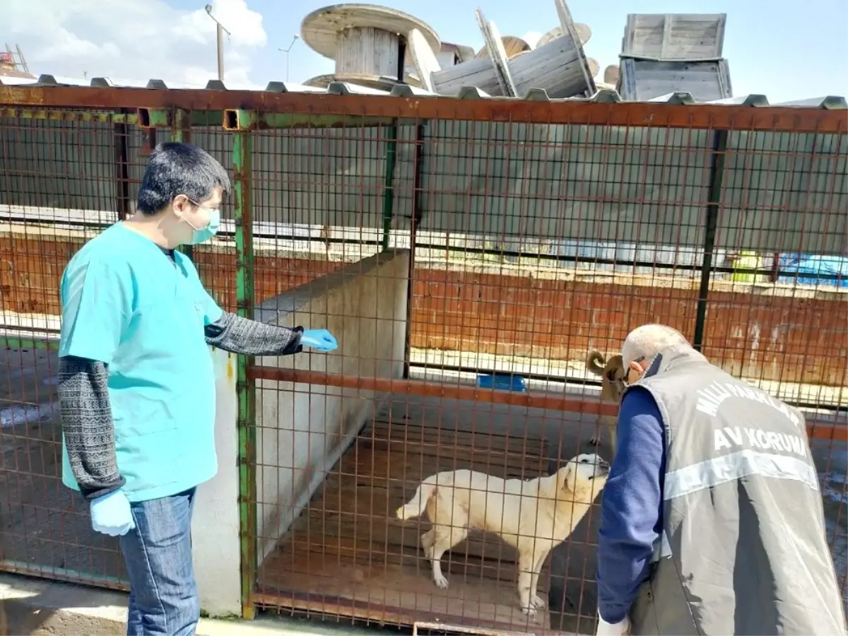 Tarım ve Orman Bakanlığı sokak hayvanları için harekete geçti