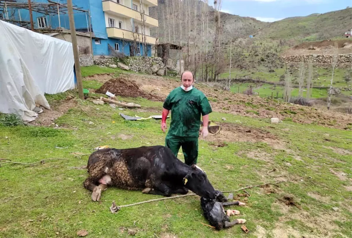 Acı içinde kıvranan ineğin doğumunu Tarım ve Orman Müdürü gerçekleştirdi
