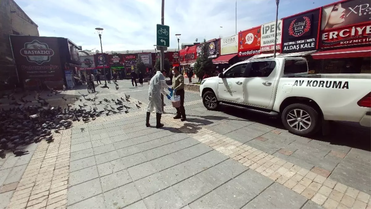 Doğa Koruma ve Milli Parklar Şube Müdürlüğü\'nden güvercinlere yem desteği