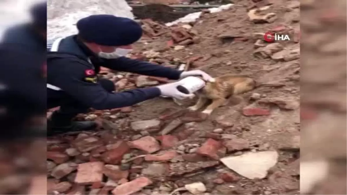 Kafası konserve kutusuna sıkışan yavru köpeğin yardımına jandarma yetişti