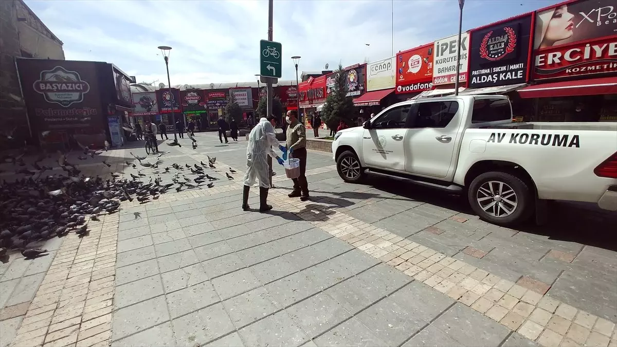 Kayseri\'de güvercinler için yemleme yapıldı