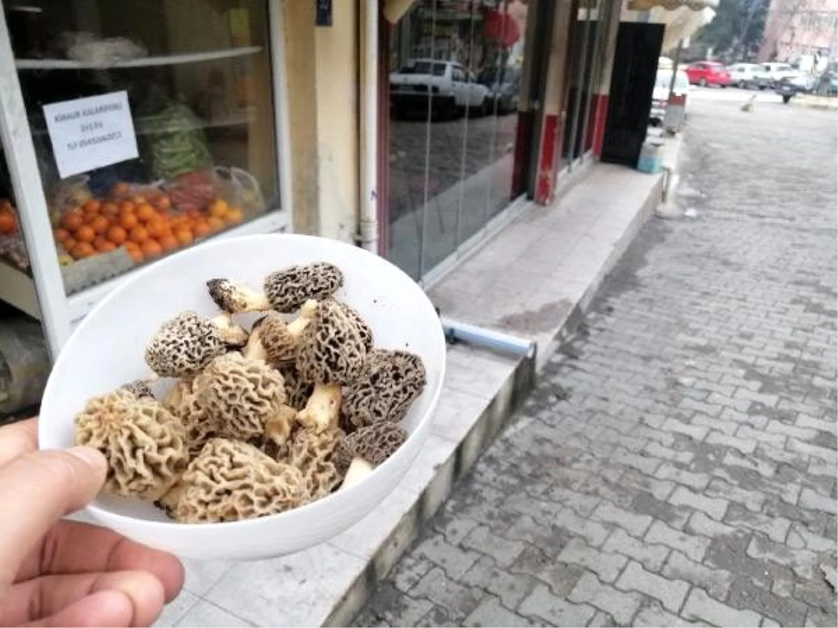 Bağışıklık sistemini güçlendiren ve kilosu 130 liradan satılan kuzugöbeği mantarı tezgahta yarım saate tükeniyor