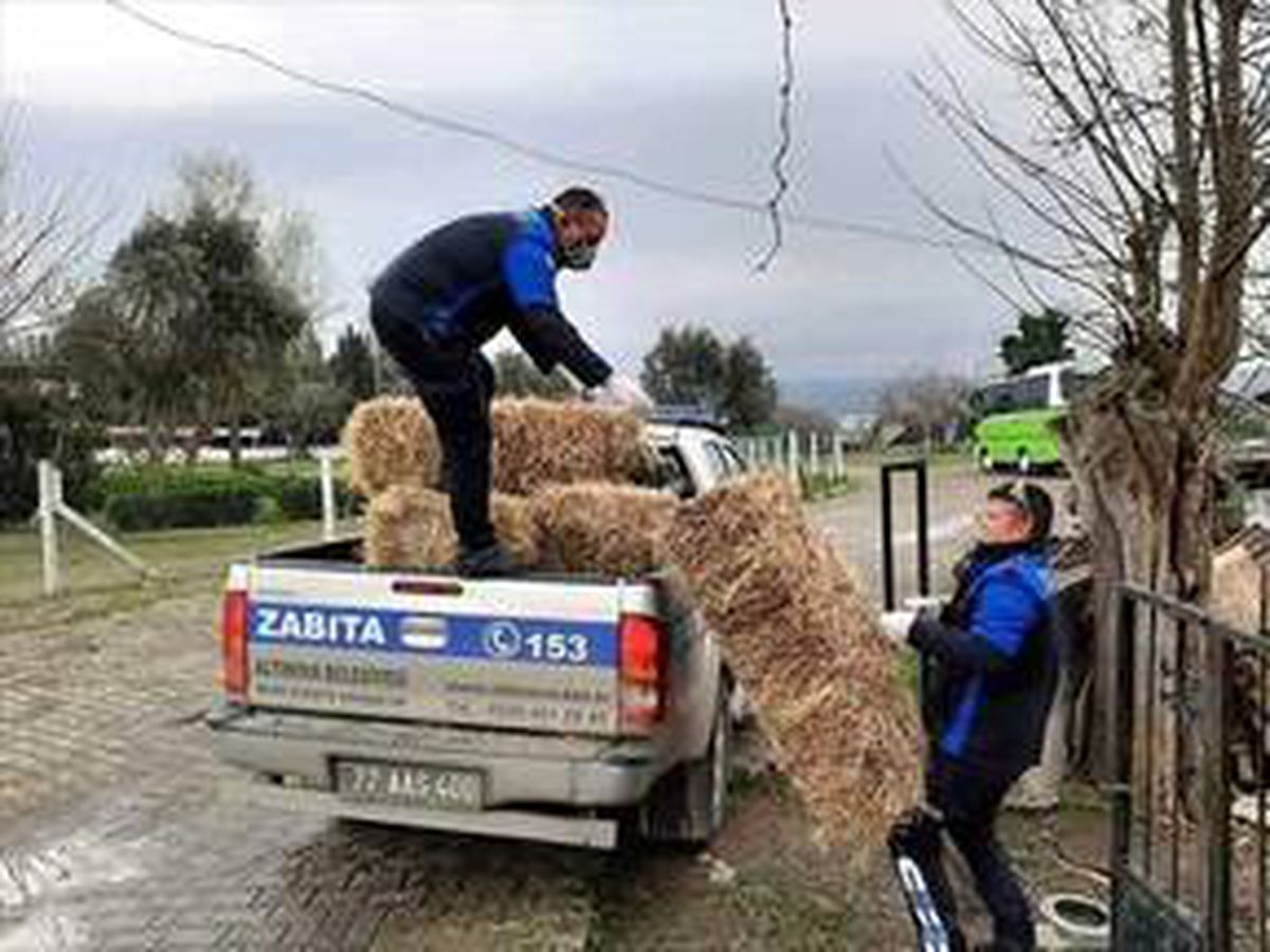 Yalova\'da evden çıkamayan yaşlı kişinin hayvanlarına otu zabıta götürdü