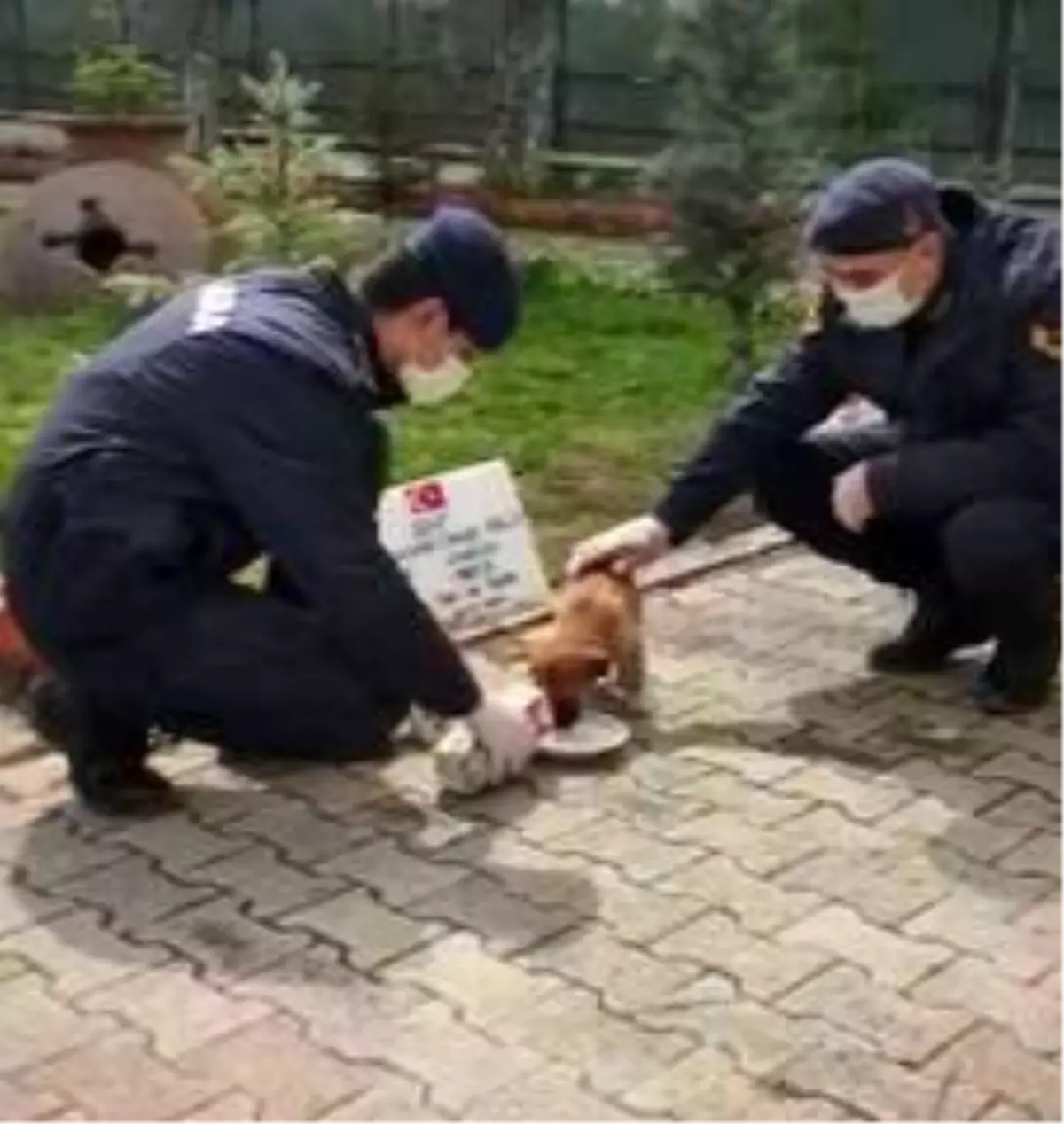 Yavru köpek jandarma bakımında