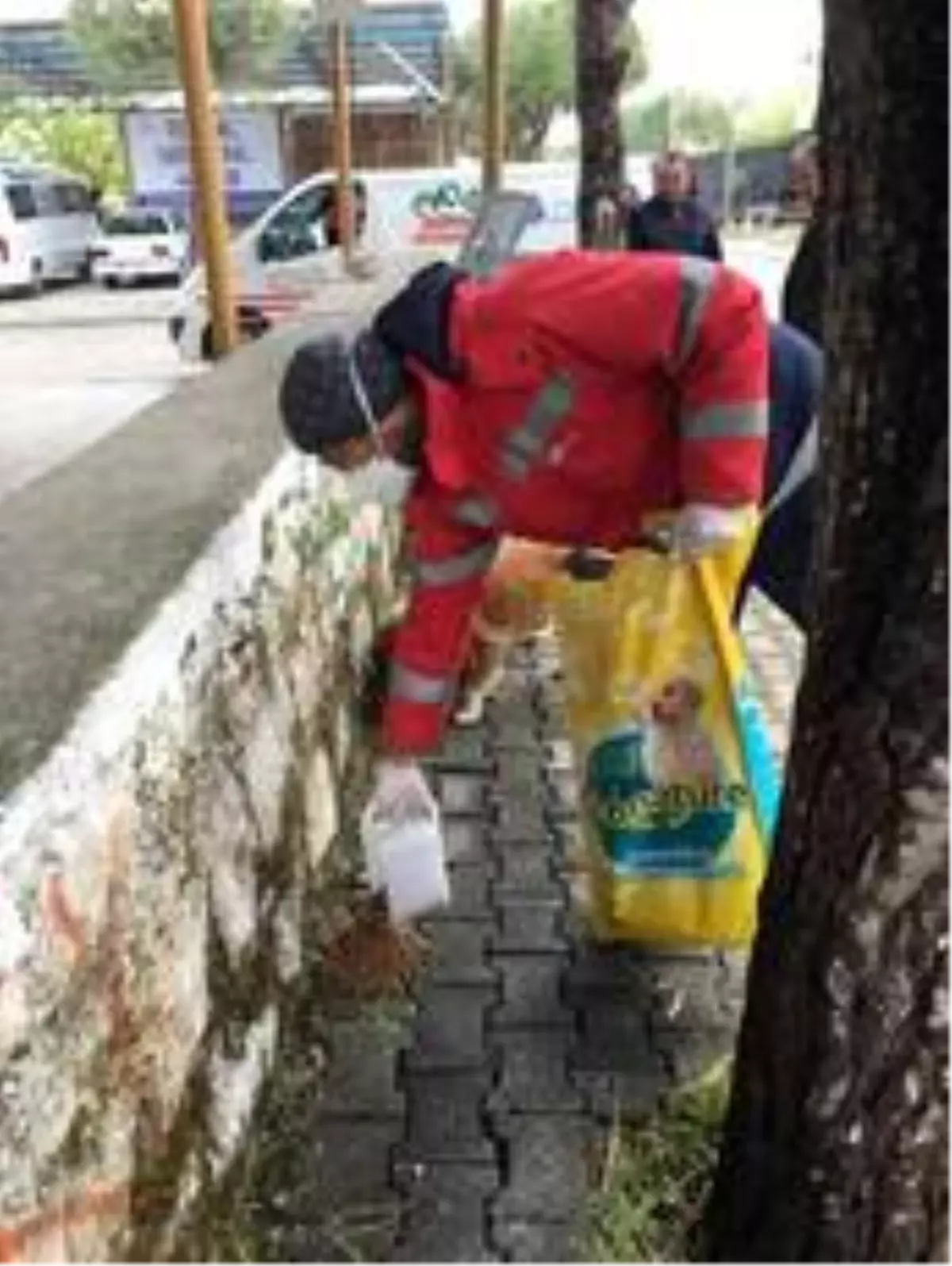 Didim\'de belediye sokak hayvanlarını besliyor