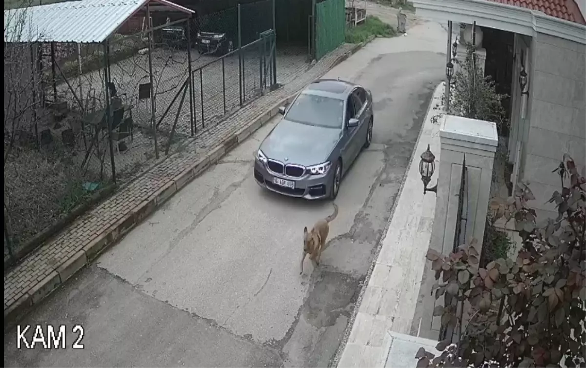 Lüks otomobiliyle kovaladığı sokak köpeğine kurşun yağdırdı