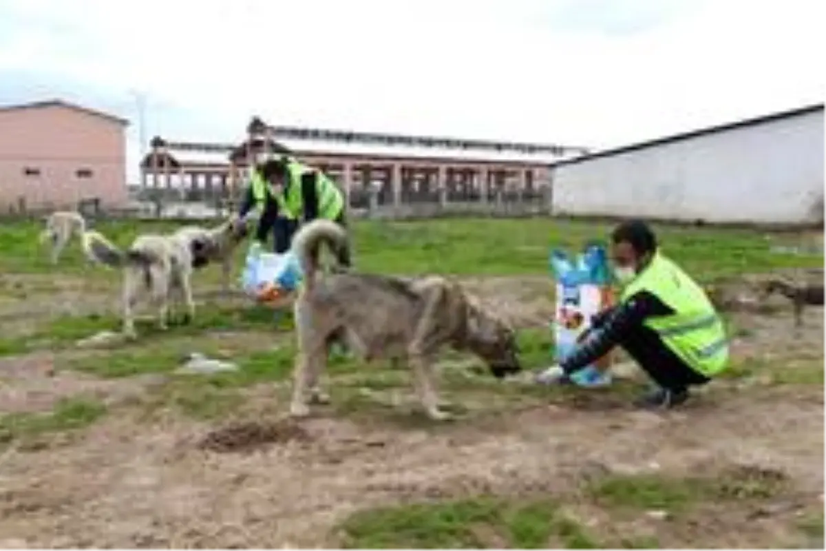 Muş Belediyesi sokak hayvanlarını sahipsiz bırakmıyor