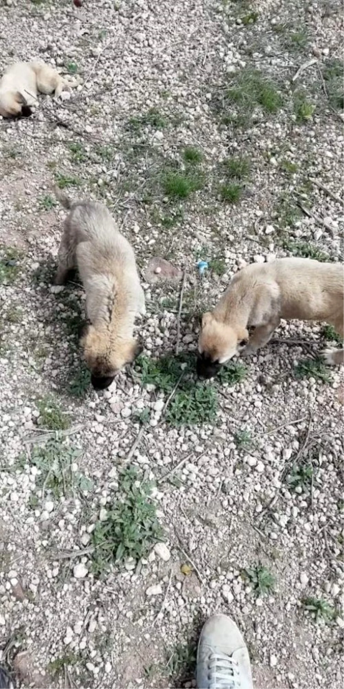 Ölüme terk edilen yavru köpeklere belediye sahip çıktı