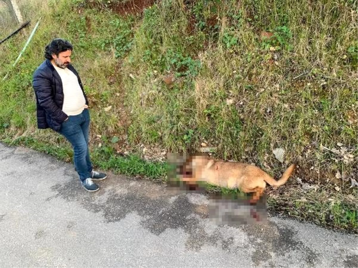 Aracından tüfekle ateş açan cani, bir köpeği öldürüp ikisini yaraladı