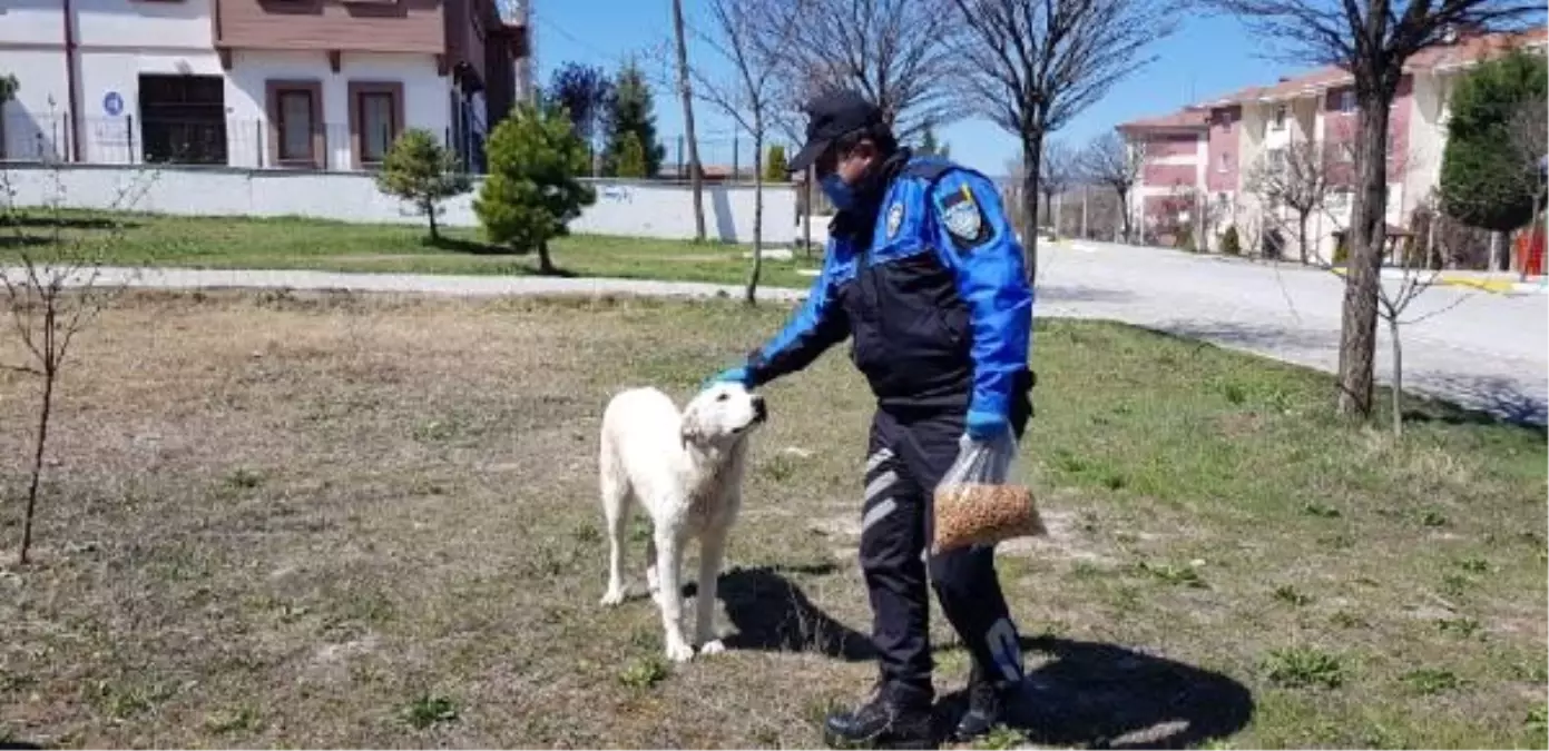 Polisler sokak hayvanlarını besledi