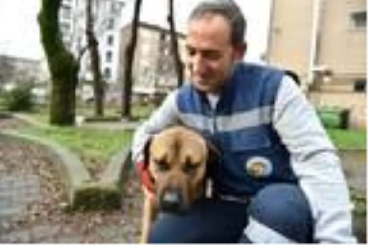 Sokak hayvanları için mama ve su dağıtımı devam ediyor