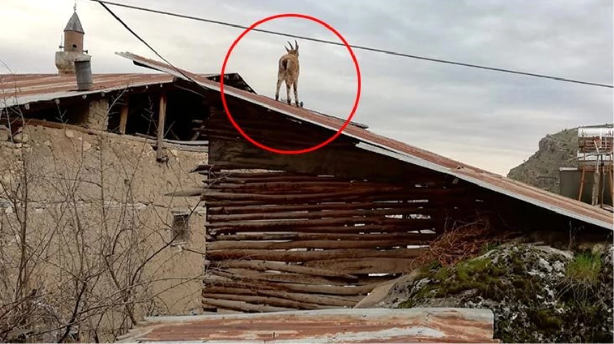 Tunceli Çemişgezek\'te şehre inen yaban keçileri çatıya çıktı