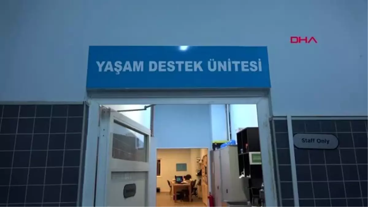 ANTALYA Akvaryumun yeni üyeleri