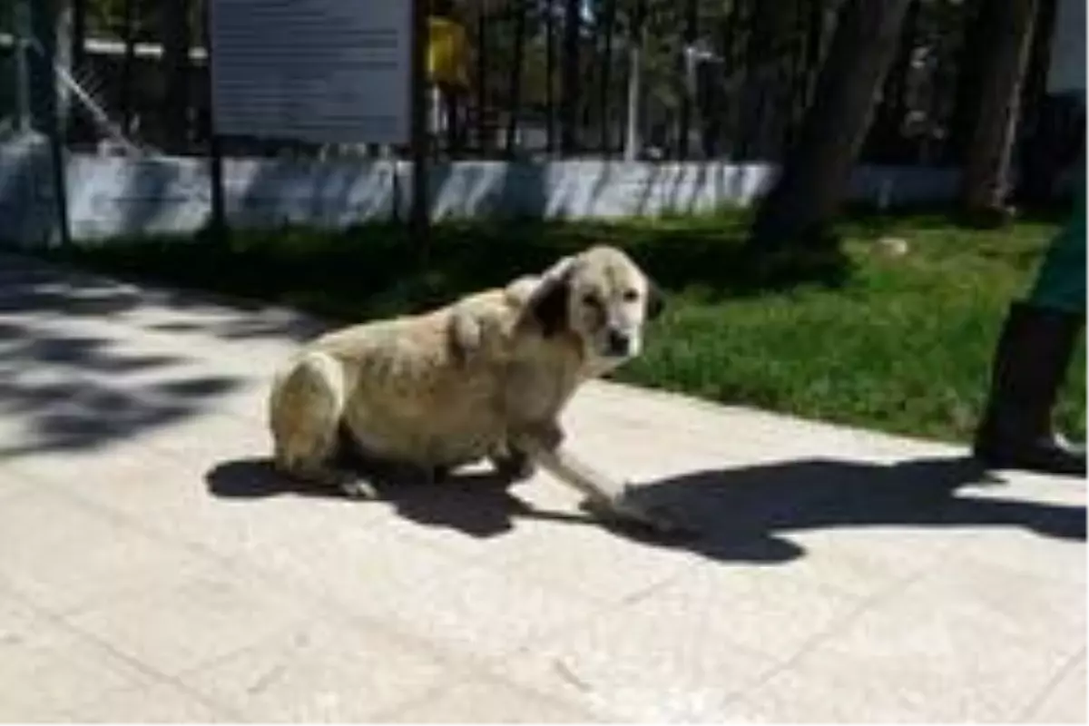 Çorum\'a getirilen yaralı köpek sağlığına kavuştu