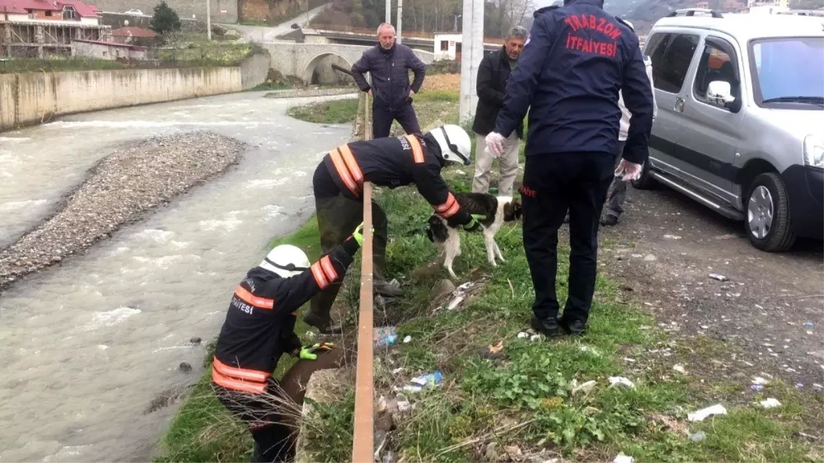 Galanima Deresi\'ne düşen sahipsiz köpek itfaiye ekipleri tarafından kurtarıldı