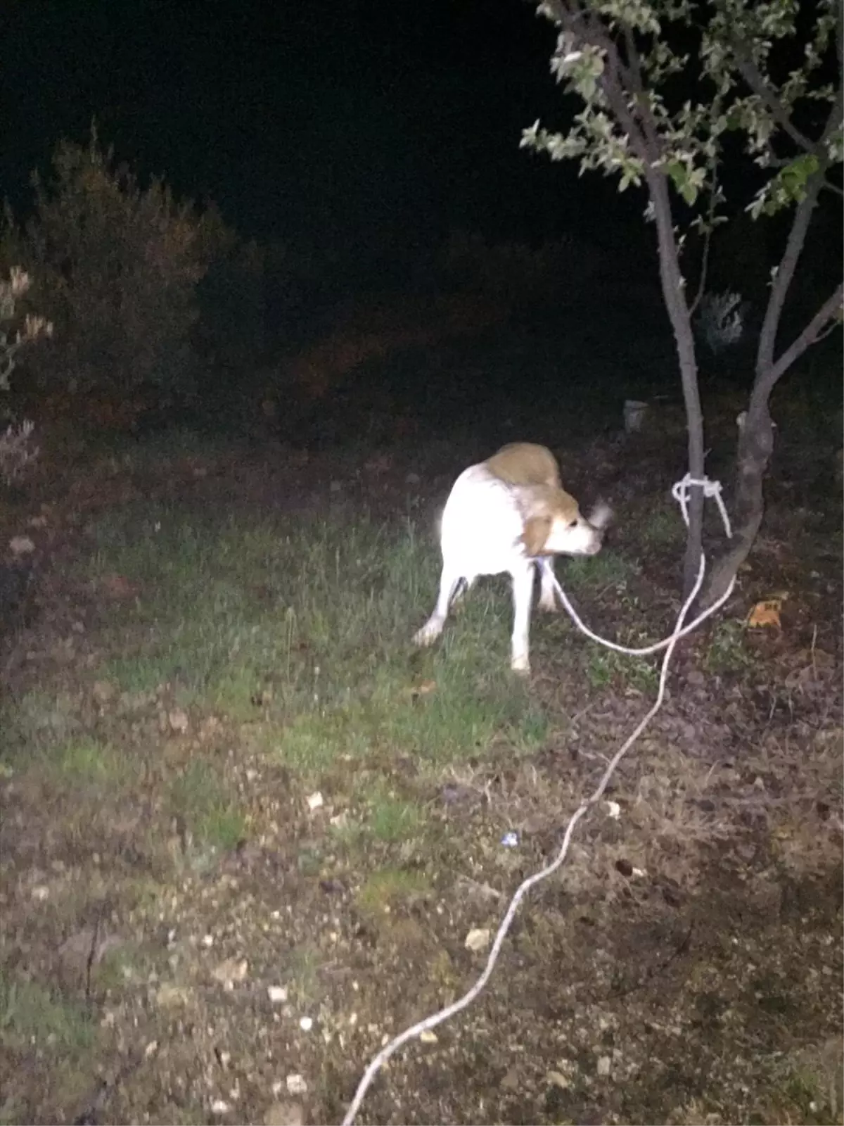 Manisa\'da teneke kutuya kafası sıkışan köpeği itfaiye kurtardı