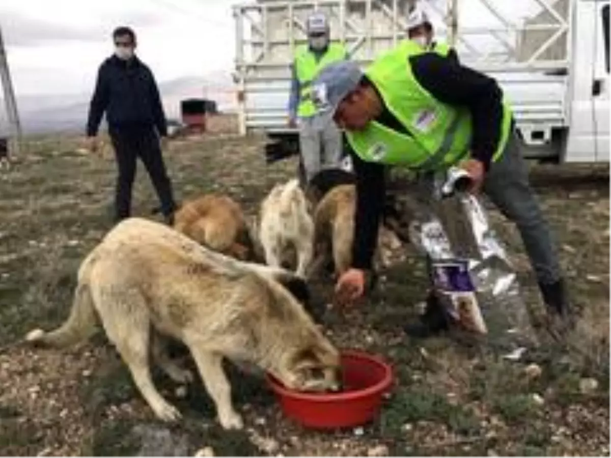 Niğde sokak hayvanlarına 5 ton mama dağıtıldı