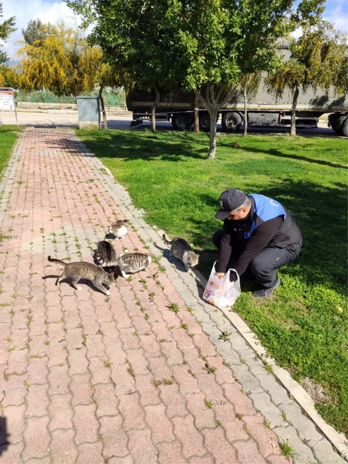 Polisler, sokakta yaşayan sahipsiz kedilere yiyecek bıraktı