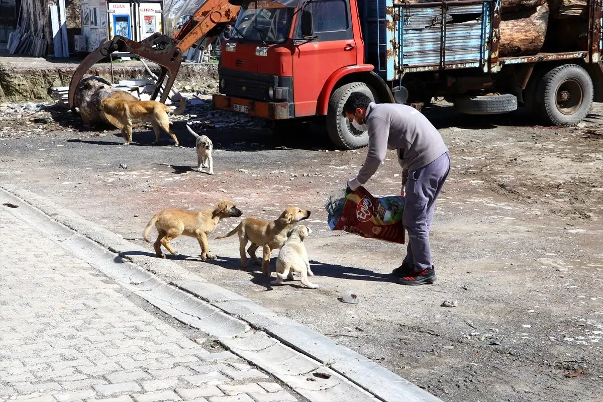 Tekirdağ\'da hayvanlar için her gün sokaklara mama ve su bırakılıyor