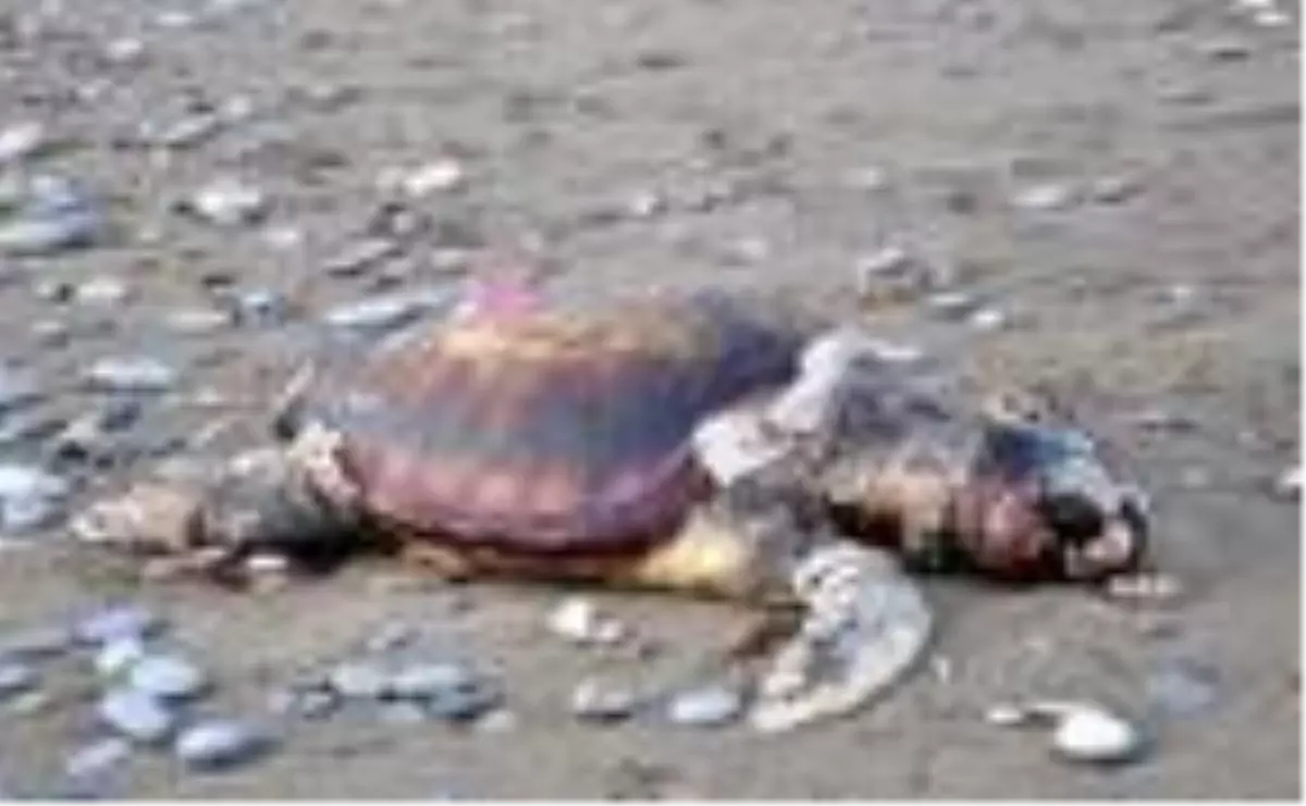 Caretta caretta ölüsü, sahile vurdu