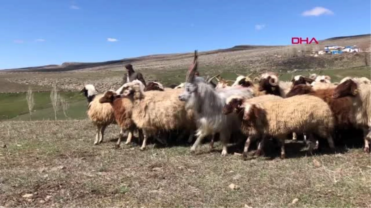 KARS Köylüler kampanyaya 30 koyun ve 2 düve ile katıldılar