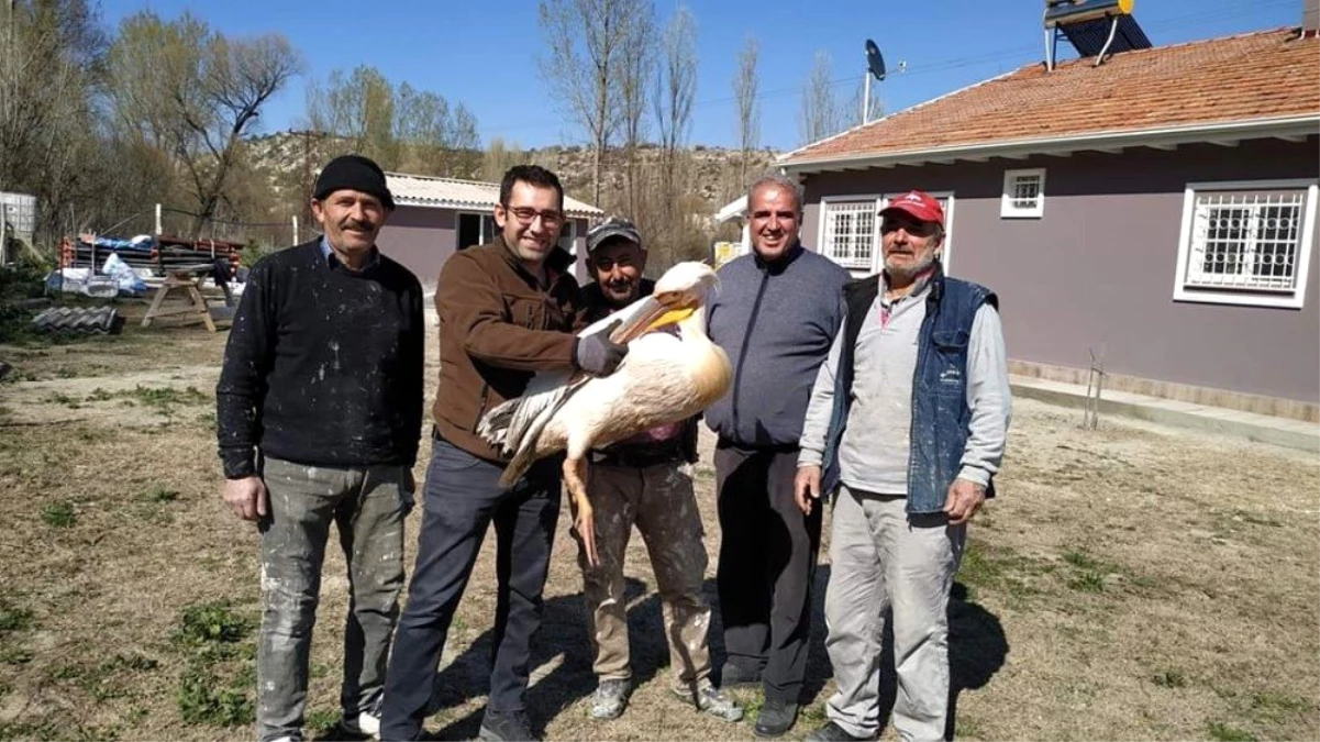 Kütahya\'da yaralı pelikan tedavi altına alındı