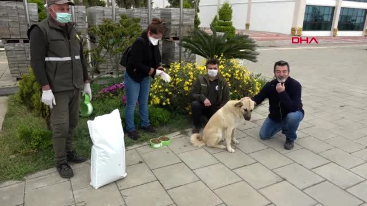 MERSİN Erdemli\'de sokak hayvanlarına 100 kilo mama bırakıldı