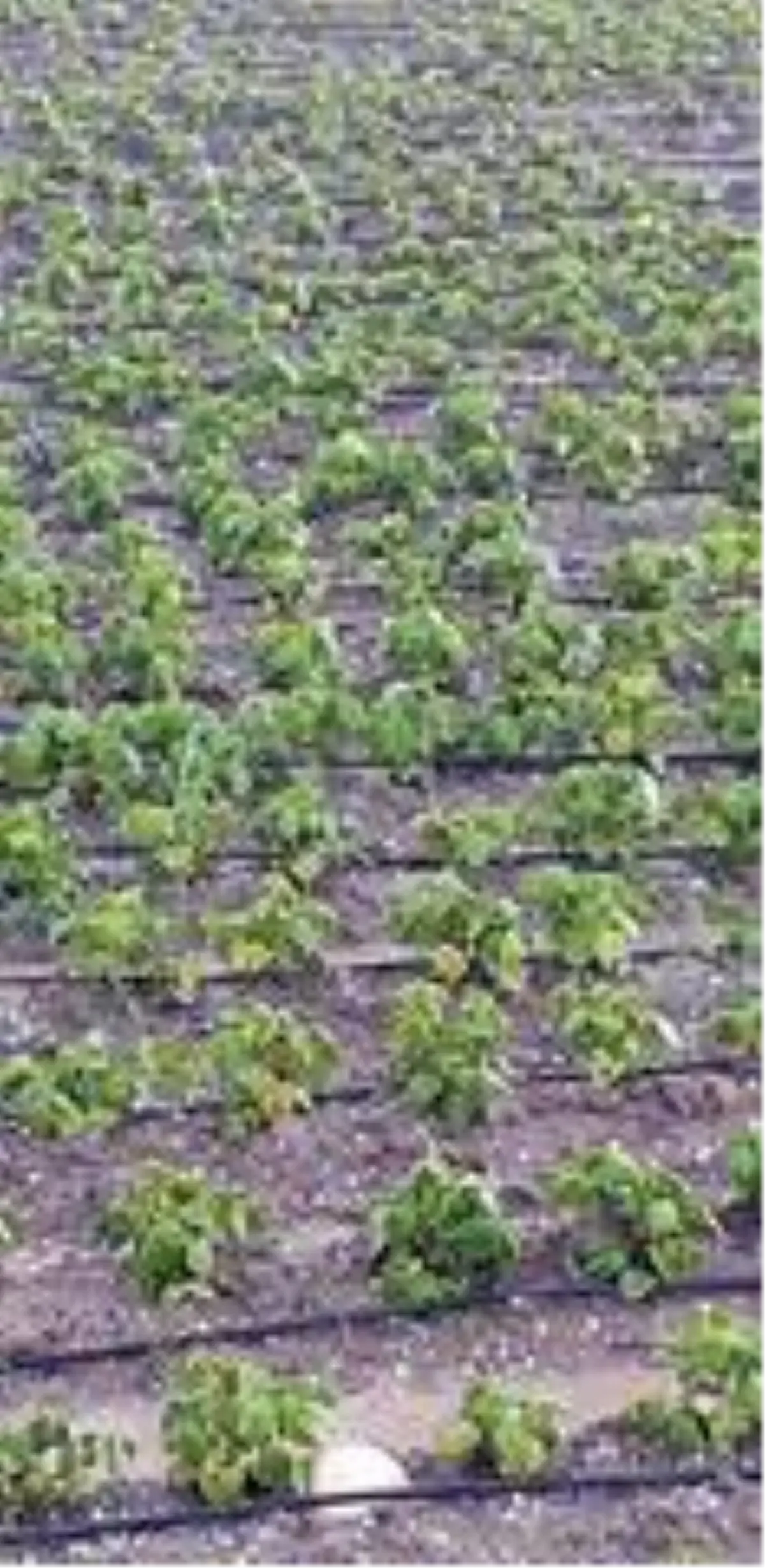 Tarsus\'ta yağan dolu ekili tarım arazilerine zarar verdi