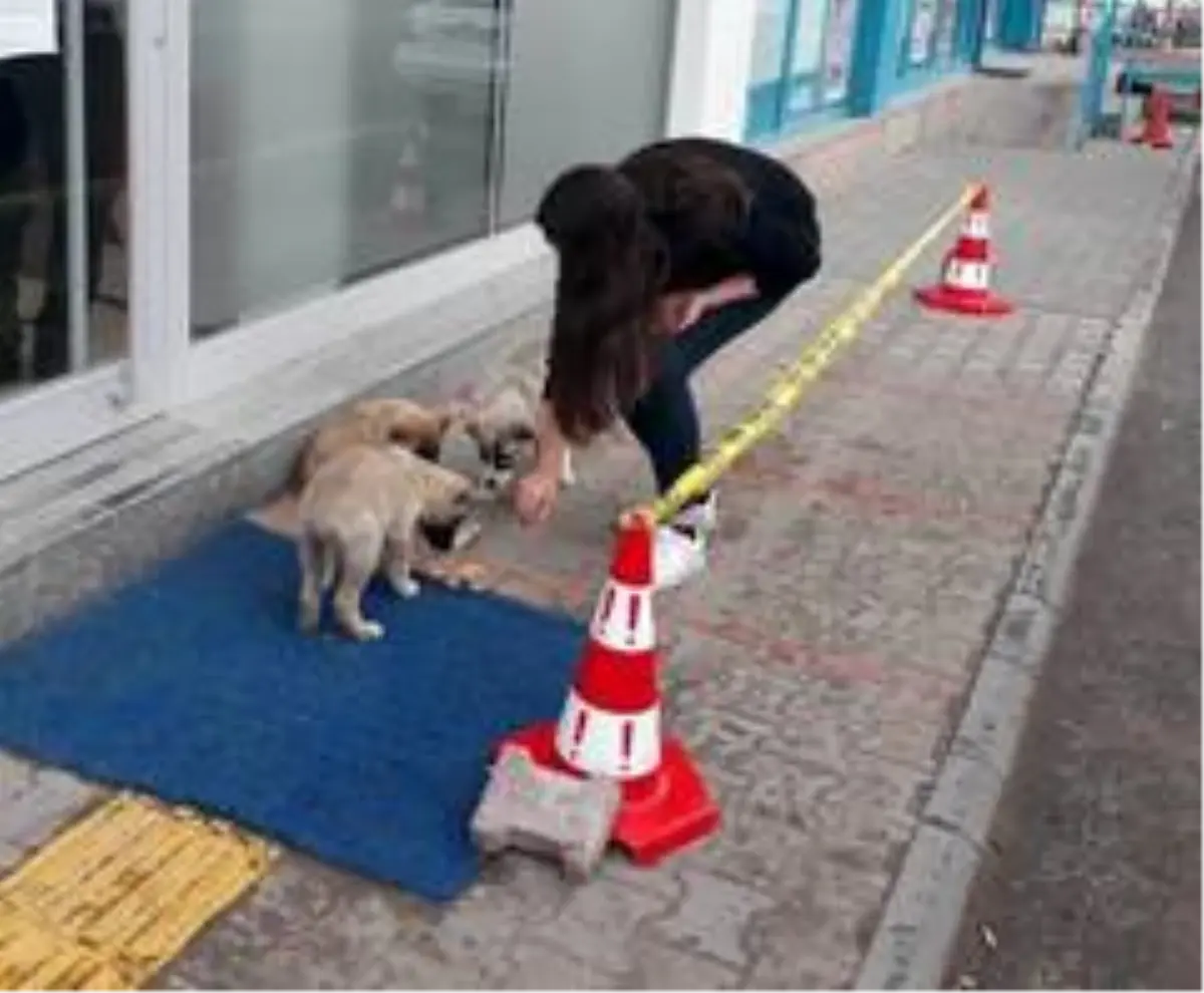 Yiyecek bulmakta zorlanan sokak hayvanlarına vatandaş desteği