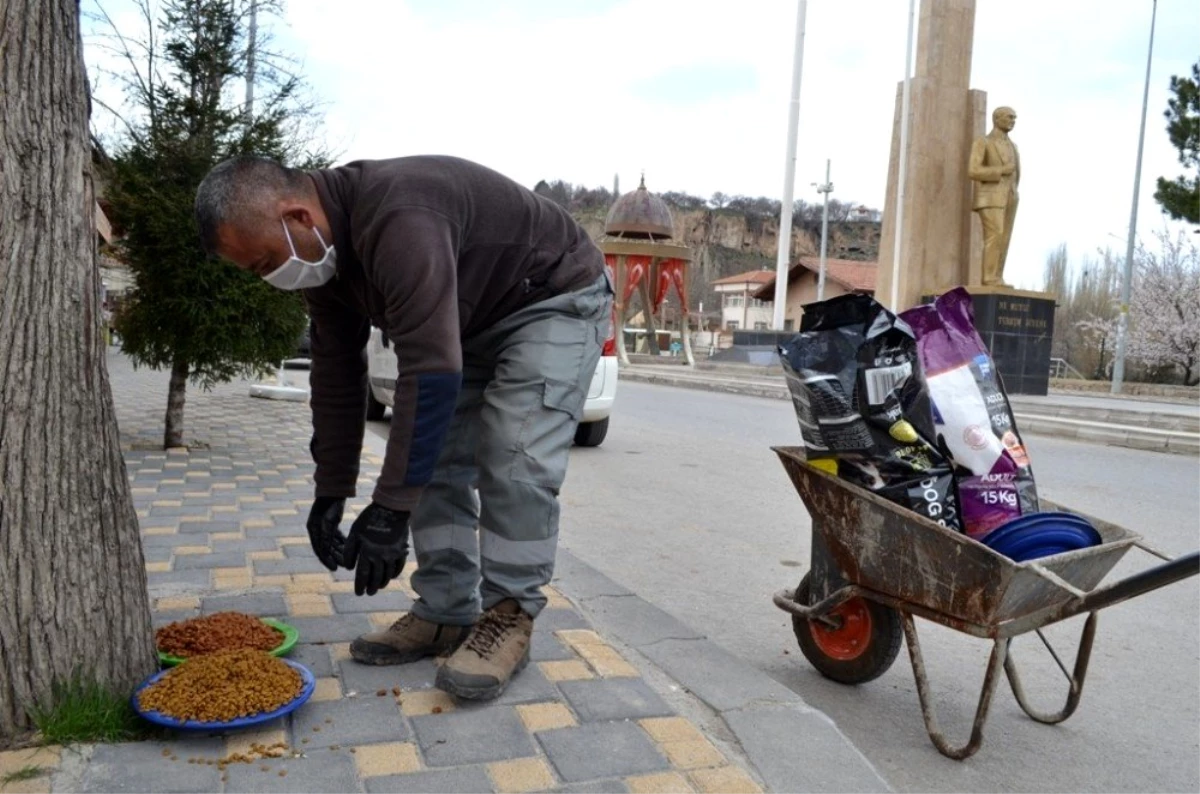 Bünyan Belediyesi sokak hayvanlarını unutmuyor