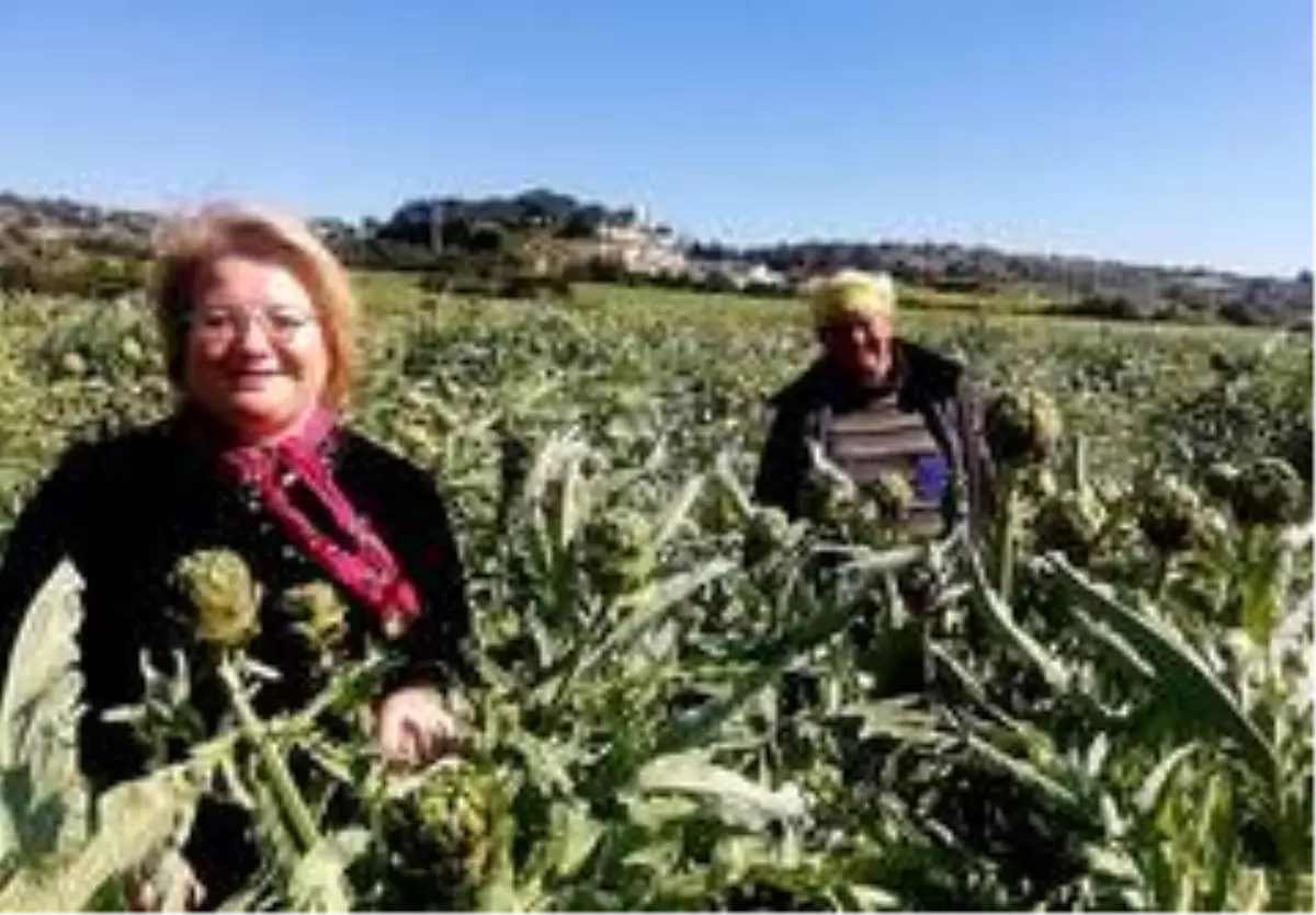 Çeşme\'nin sakız enginarını tarladan tüketiciye ulaştırıyorlar