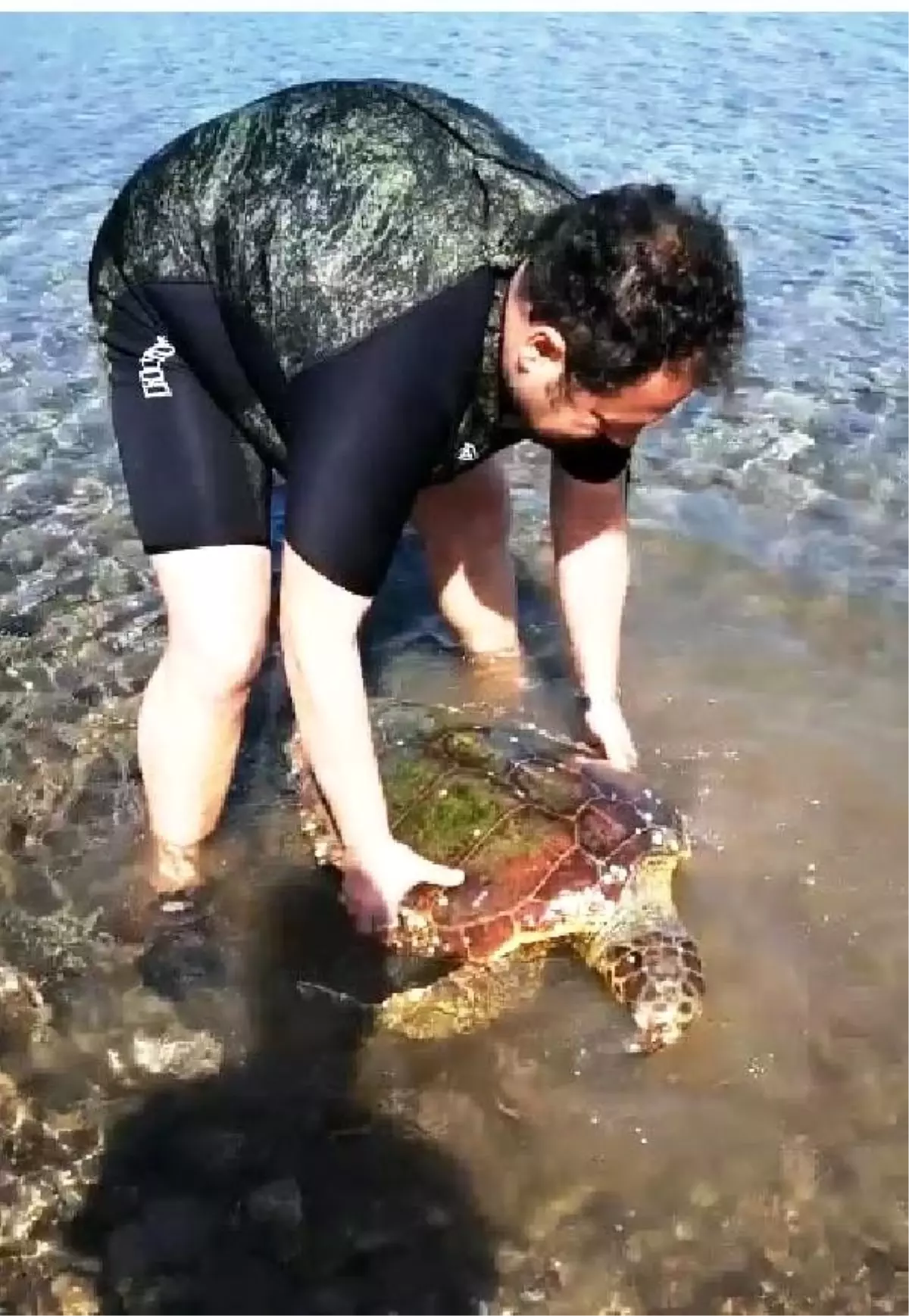 Halata dolanan caretta carettayı yüzerek kurtardı