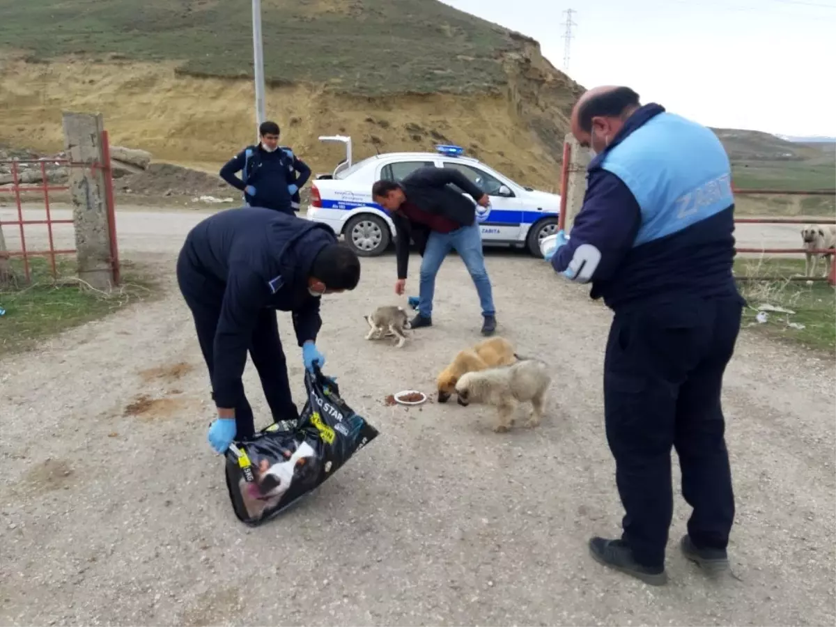 Horasan Belediyesi\'nden sokak hayvanlarına mama ve su desteği