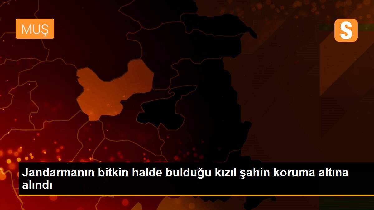 Jandarmanın bitkin halde bulduğu kızıl şahin koruma altına alındı