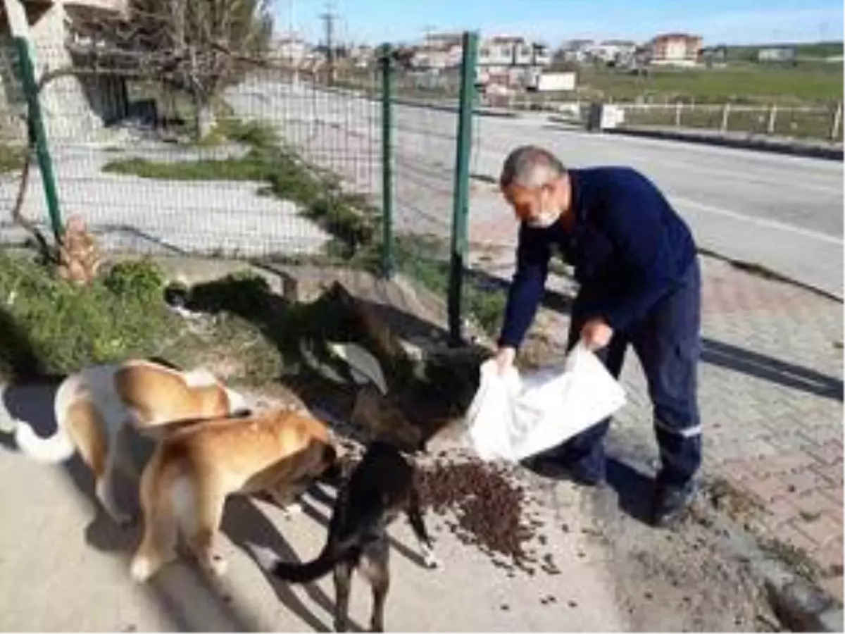 Tekirdağ\'da gönüllüler ve belediye ekipleri "can dostlar" için sokaklara mama bıraktı