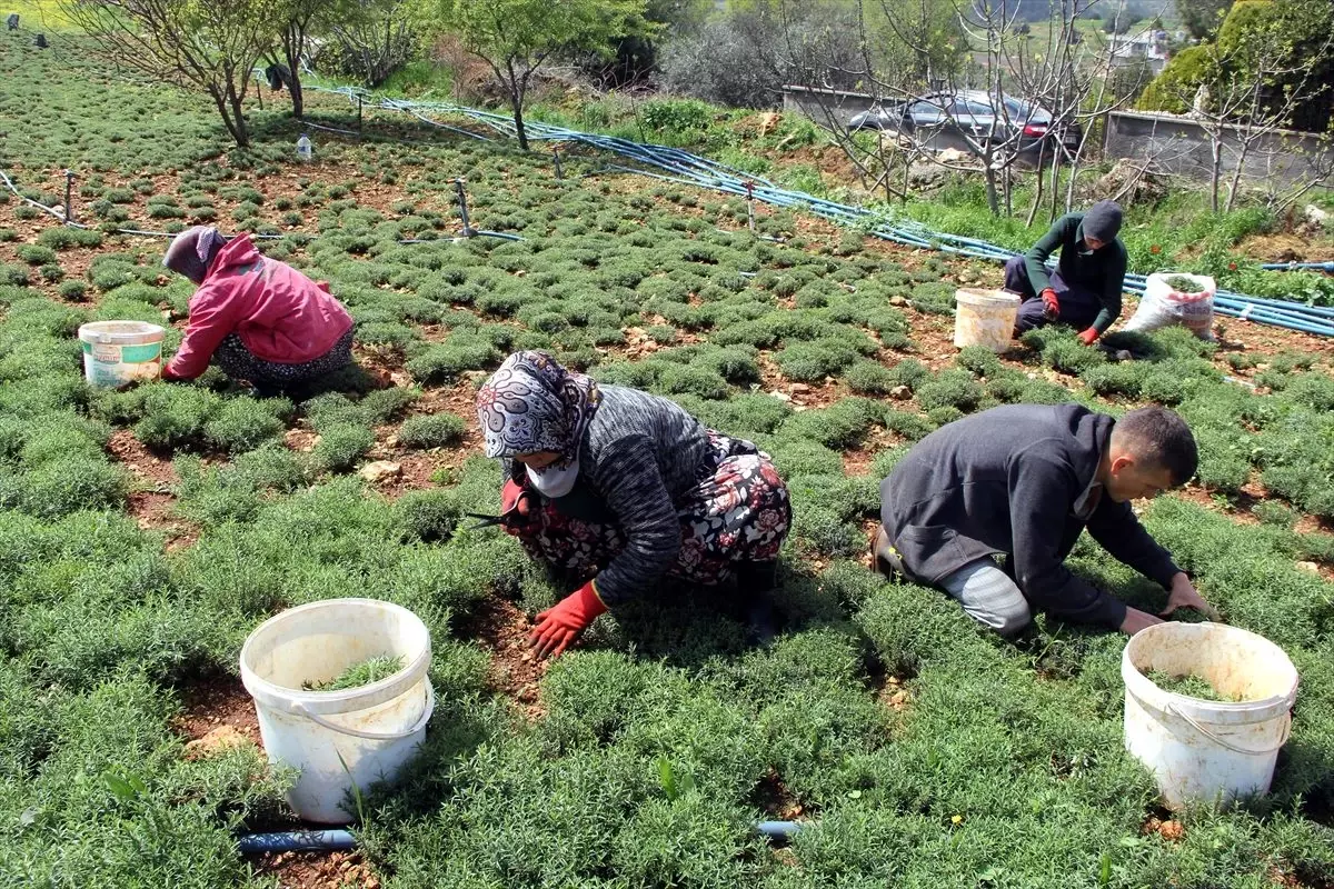 Zahter diyarında hasat vakti